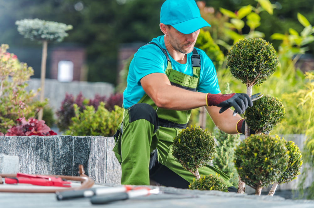 Maintenance Service for Building and Garden